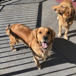 Golden Retriever All Grown Up from Graham Goldens