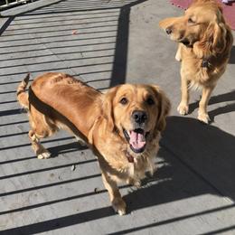 Golden Retriever All Grown Up from Graham Goldens