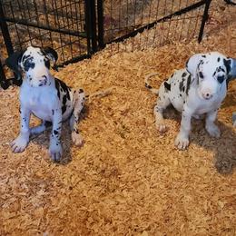 Harlequin Female 1 - Harlequin female Great Dane puppy in Gig Harbor, Washington from Lakaya Danes