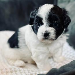 Pup 4 - Black and white female Shichon puppy in Grand Rapids, Michigan from Great Lakes Teddy Bear Dogs
