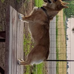 Foxy  - Pembroke Welsh Corgi