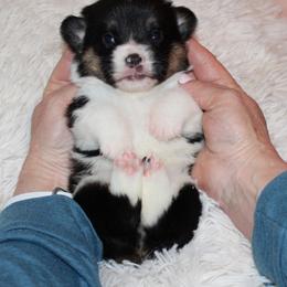 Labrador Retriever and Pembroke Welsh Corgi Puppies from White Star Corgis