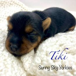 Tiki - Black and tan female Yorkshire Terrier puppy in Minnesota from Sunny Sky Yorkies