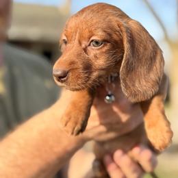 Polly - Red female Dachshund puppy in Marshfield, Missouri from WH Hounds