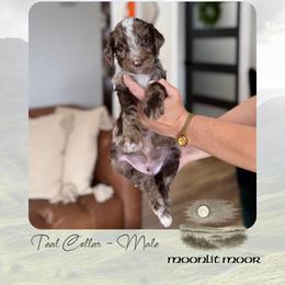 Moonlit Moor - Merle male Goldendoodle puppy in Garland, Texas from Twilight Doodles