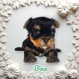 Binx - Blue and gold male Yorkshire Terrier puppy in Denver, Colorado from Totty's Tiny Paws