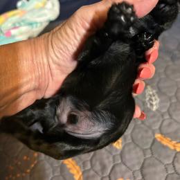 Christopher - Black male Shih Tzu puppy in New Port Richey, Florida from Stanford's Shih Tzus