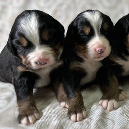 Bernese Mountain Dog Puppies from Baby Berners