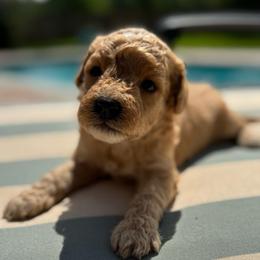 Marco - Apricot male Goldendoodle puppy in Shreveport, Louisiana from Cottage Doodles