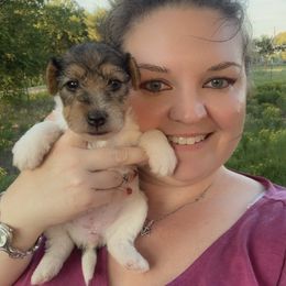 Wire Fox Terrier puppies from Syrayed Farm