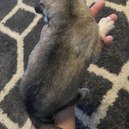 Siberian Husky Puppies from Alexandra's Siberian Huskies