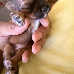 Girl 1 - Black gold and white female Shorkie puppy in Florida from Shih tzus and Shorkies Galore