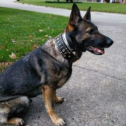 Dyna - German Shepherd