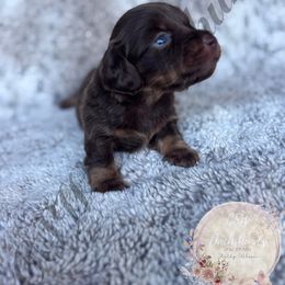Maple - Chocolate and tan female Dachshund puppy in Lufkin, Texas from CSW Dachshunds