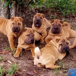 Chinese Shar-Pei from Southern Smug'lrs