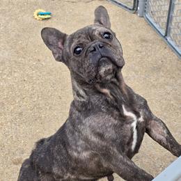 Brows - French Bulldog