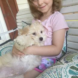 Havanese Puppies from Nanas Havanese
