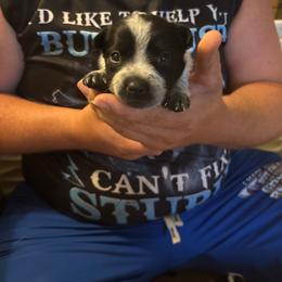 Girl 2 - Blue female Australian Cattle Dog puppy in Defuniak Springs, Florida from Blue Cypress Stock dogs