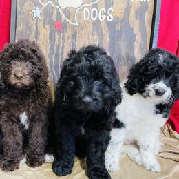 Assorted Doodle Crosses Puppies from Texas Hometown Dogs