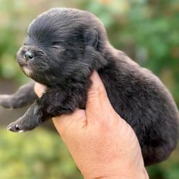 CADBURY - Black female Pomeranian puppy in Willis, Texas from Treasured Jewels Pomeranians