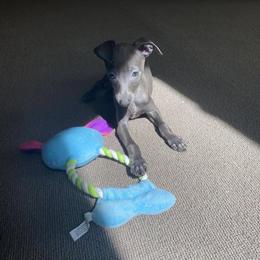Girl 1 - Blue female Italian Greyhound puppy in Lexington, Kentucky from Joshua’s Italian Greyhounds