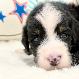 Bubbles - Tri-color female Bernedoodle puppy in Hegins, Pennsylvania from Bubbling Springs Doodles, LLC