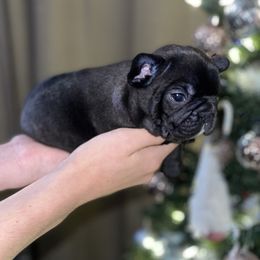 French Bulldog Puppies from Frenchie Babies