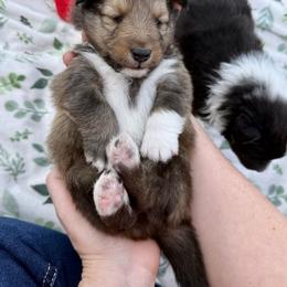 Shetland Sheepdog Puppies from Lexy's Shetland Sheepdogs