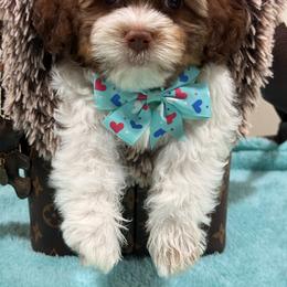 Goldendoodle and Shihpoo Puppies from Jenny La Bone