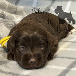 Miniature Schnauzer and Schnoodle Puppies from Behind the Beard Schnauzers