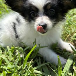 Boston Terrier and Papillon Puppies from Sassy Pap Farms