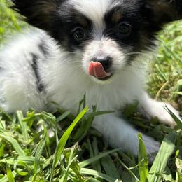 Boston Terrier and Papillon Puppies from Sassy Pap Farms