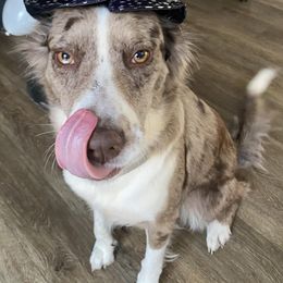 Australian Shepherds and Dachshunds from Hidden Valley Puppies