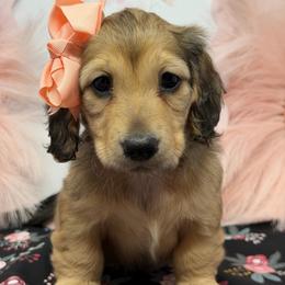 Felicity (happiness, good fortune) - Cream female Dachshund puppy in Murfreesboro, Tennessee from Kimbrie's Dream Cream Doxies