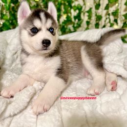 Siberian Husky Puppies from Nova’s Puppy Haven