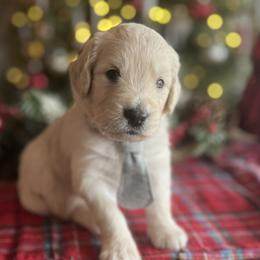 Frosty - Cream male Goldendoodle puppy in The Woodlands, Texas from Gracie's Goldendoodles and Bernedoodles