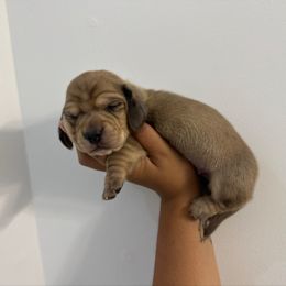Toast (cream dapple) - Cream male Dachshund puppy in Mc Donough, Georgia from L & J Kennel