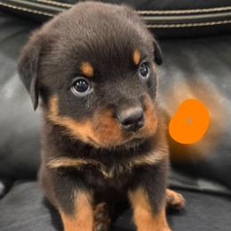 Boy 1 - Black and mahogany male Rottweiler puppy in San Antonio, Texas from HAUS OF RZA