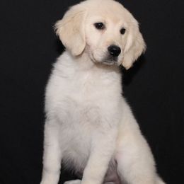 Scooby-doo - Light golden male Golden Retriever puppy in Auora, Colorado from Grace Skye Goldens