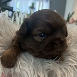 Shih Tzu Puppies from Home Sweet Shih Tzu