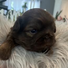 Shih Tzu Puppies from Home Sweet Shih Tzu