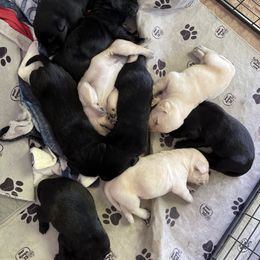 Labrador Retriever Puppies from Willow Kane Farm