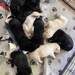 Labrador Retriever Puppies from Willow Kane Farm