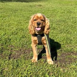 Archie - Cocker Spaniel