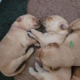 Golden Retriever Puppies from Middlecreek Goldens