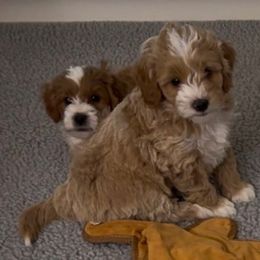Girl 1 - Red  female Goldendoodle puppy in Newaygo, Michigan from West Michigan Doodles and Poodles