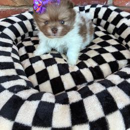 Jo - Chocolate parti female Pomeranian puppy in Inola, Oklahoma from My Bella’s Pomeranians
