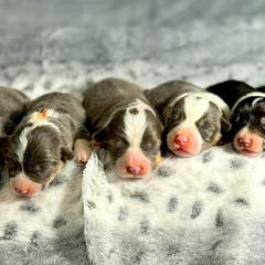 French Bulldog and Pembroke Welsh Corgi Puppies from Burn 3 Farms