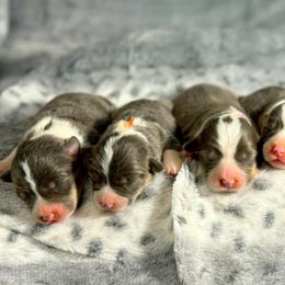 French Bulldog and Pembroke Welsh Corgi Puppies from Burn 3 Farms