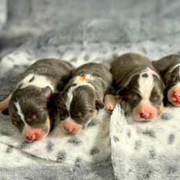 French Bulldog and Pembroke Welsh Corgi Puppies from Burn 3 Farms